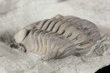 Wide Enrolled Eldredgeops Trilobite In Shale - Ohio #46592-2